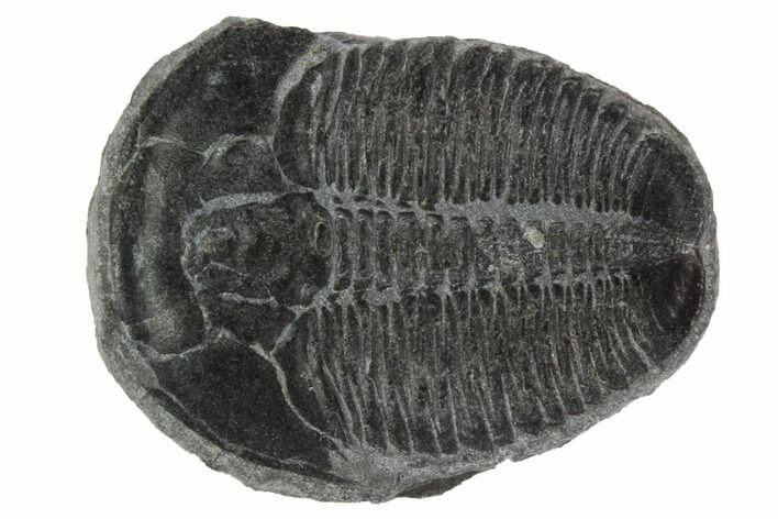Elrathia Trilobite Fossil - Utah #97069